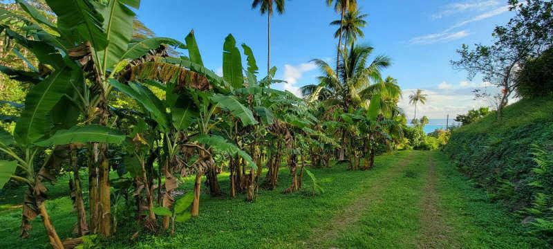 Vente Terrain à bâtir MOOREA 1